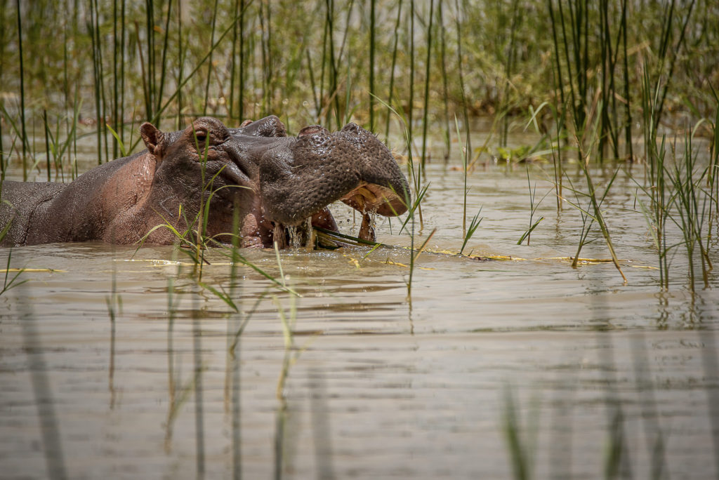 Hippo is coming – Kenia