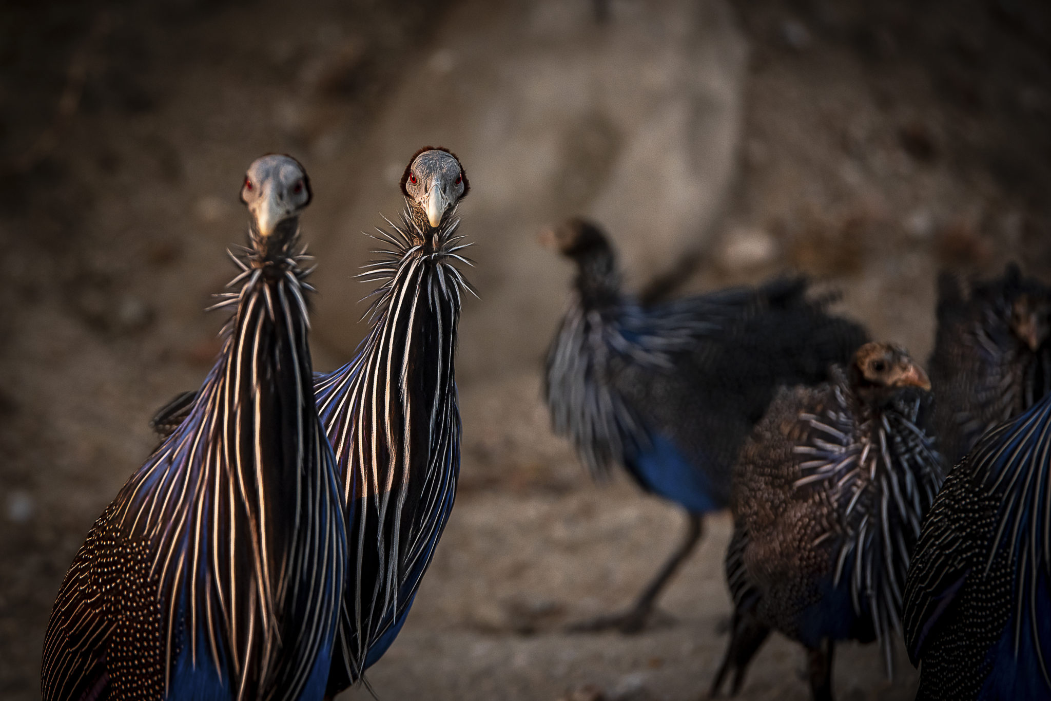 Blue Turkeys – Kenia