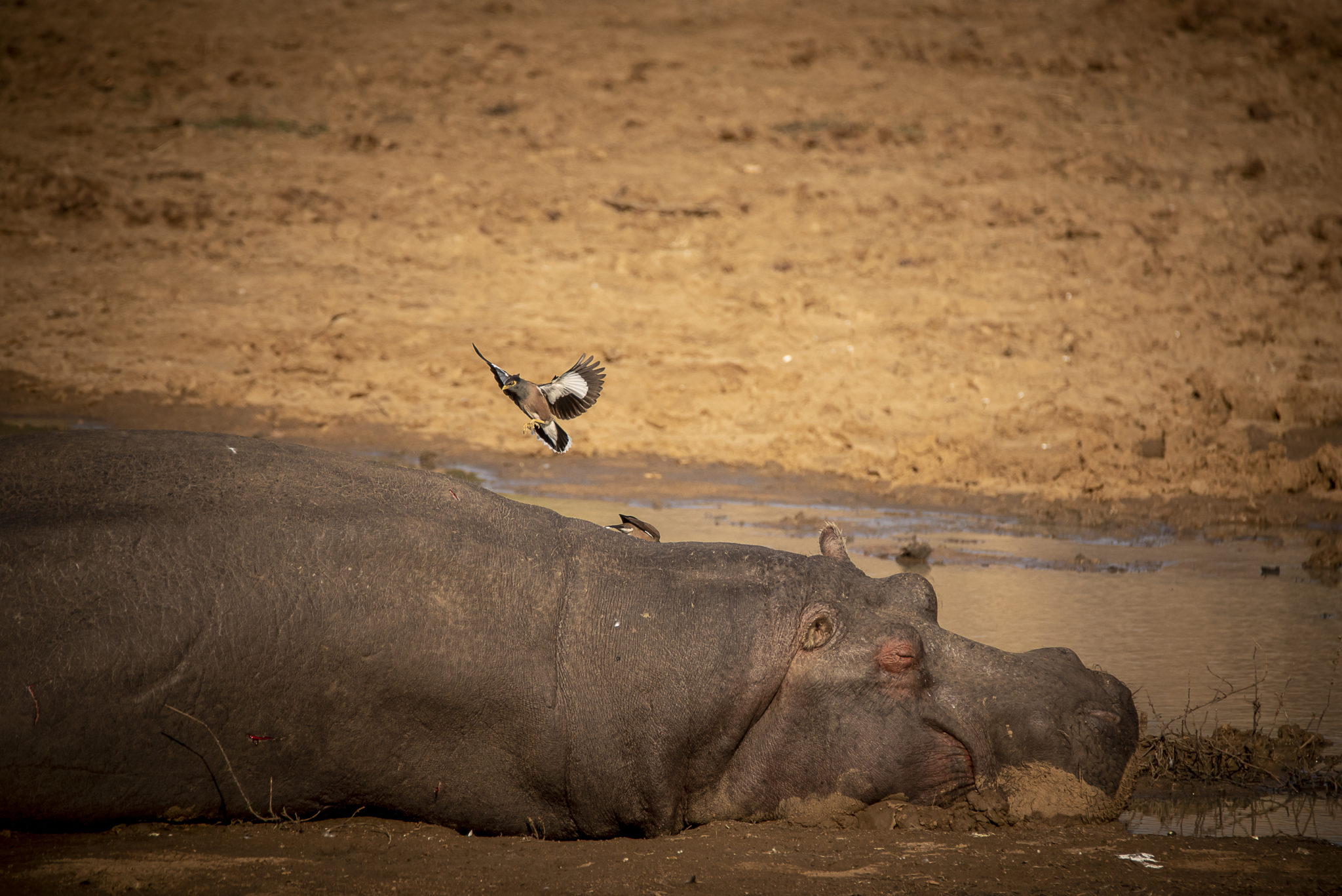 Chilling Hippo – South Africa
