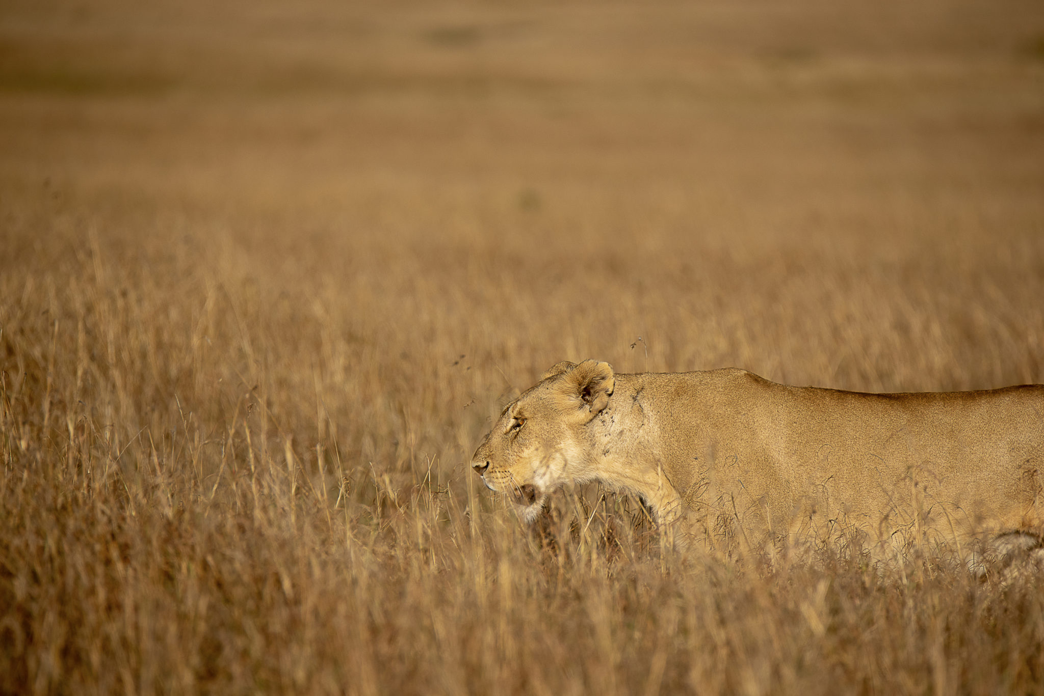 Lioness in the grass – Kenia