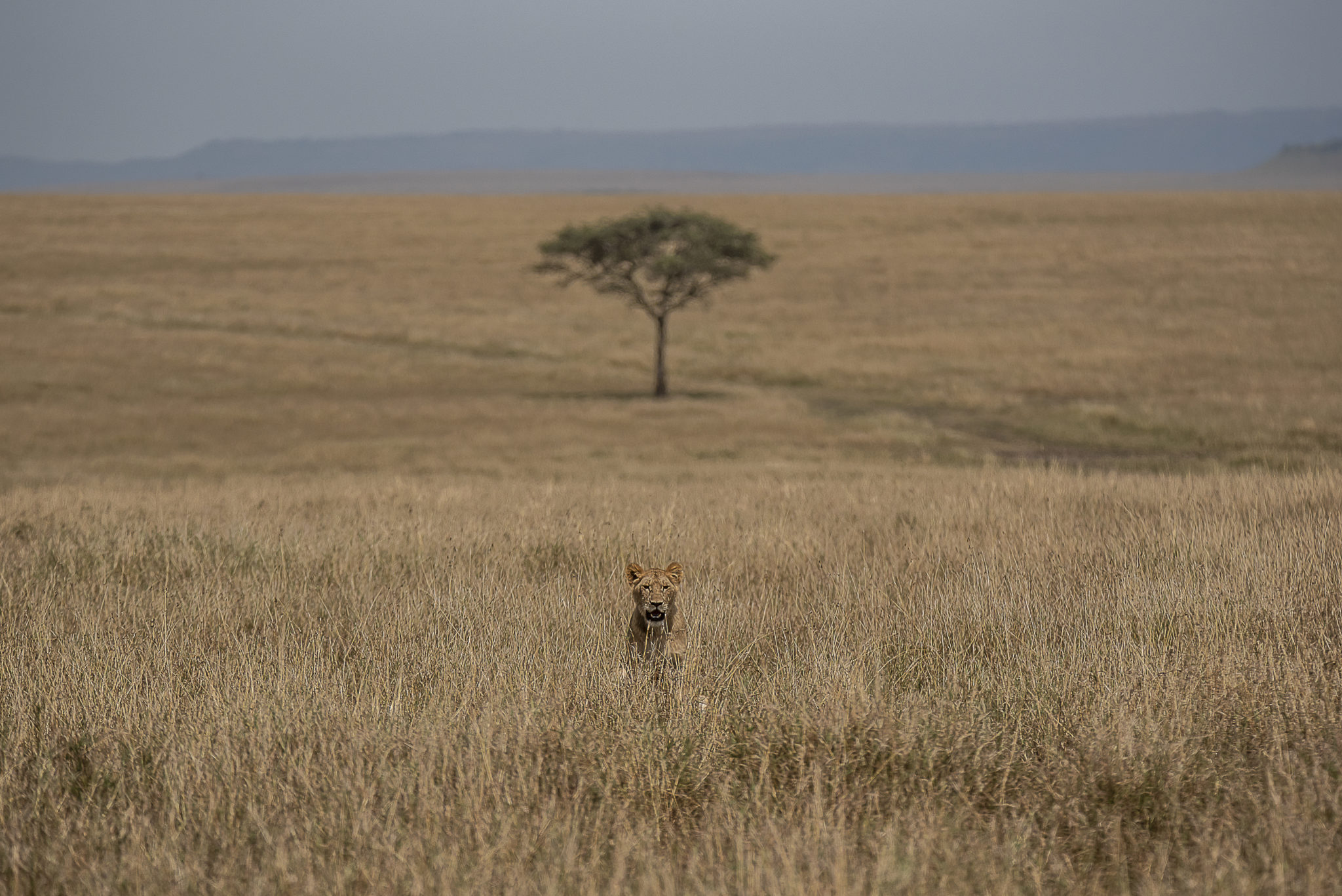 Lion and the Tree – Kenia