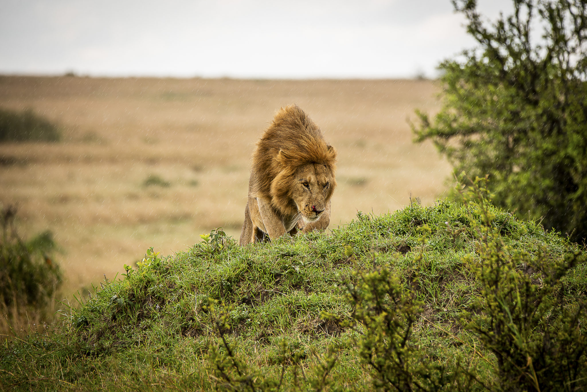 King on the hill – Kenia