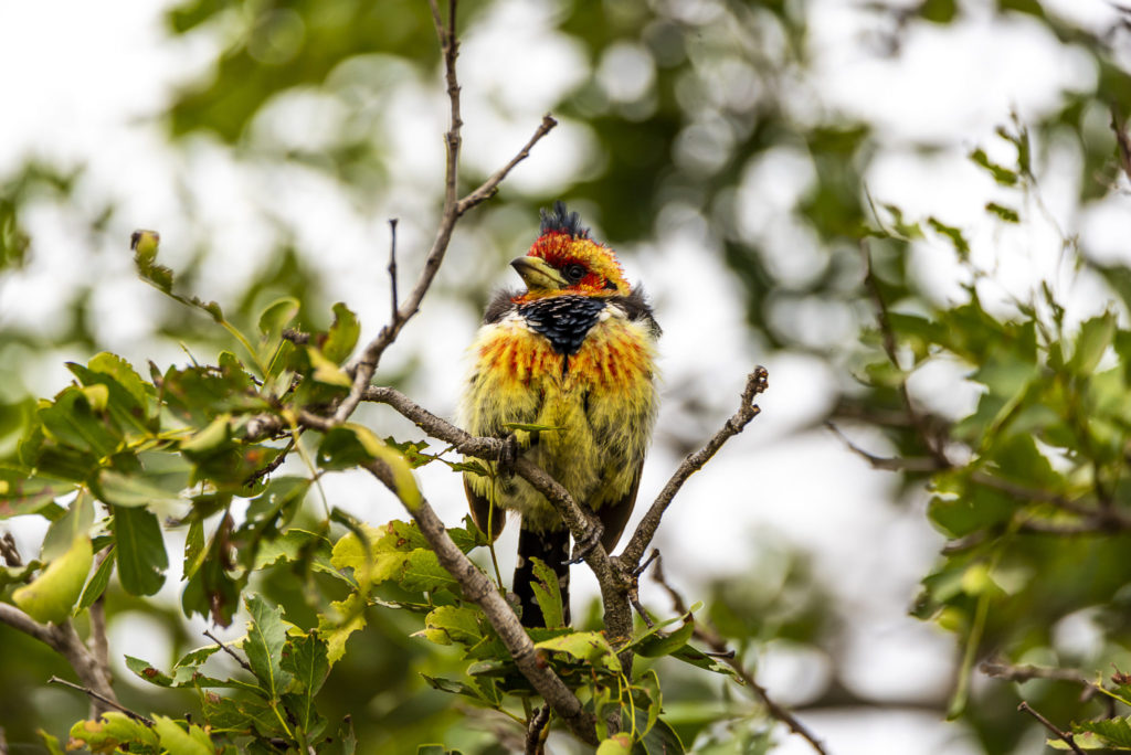 Barbet – South Africa