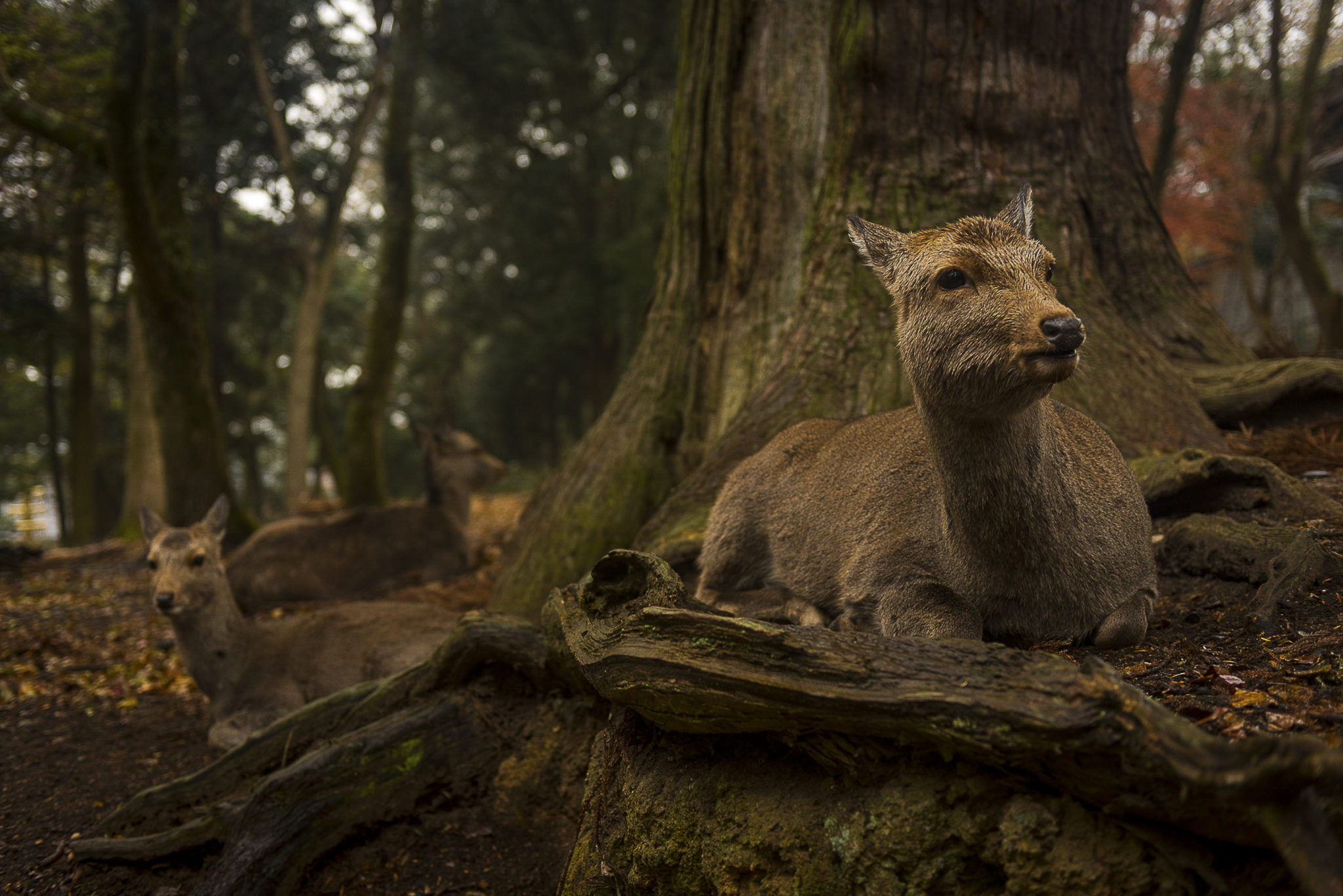 Nara Deers – Japan
