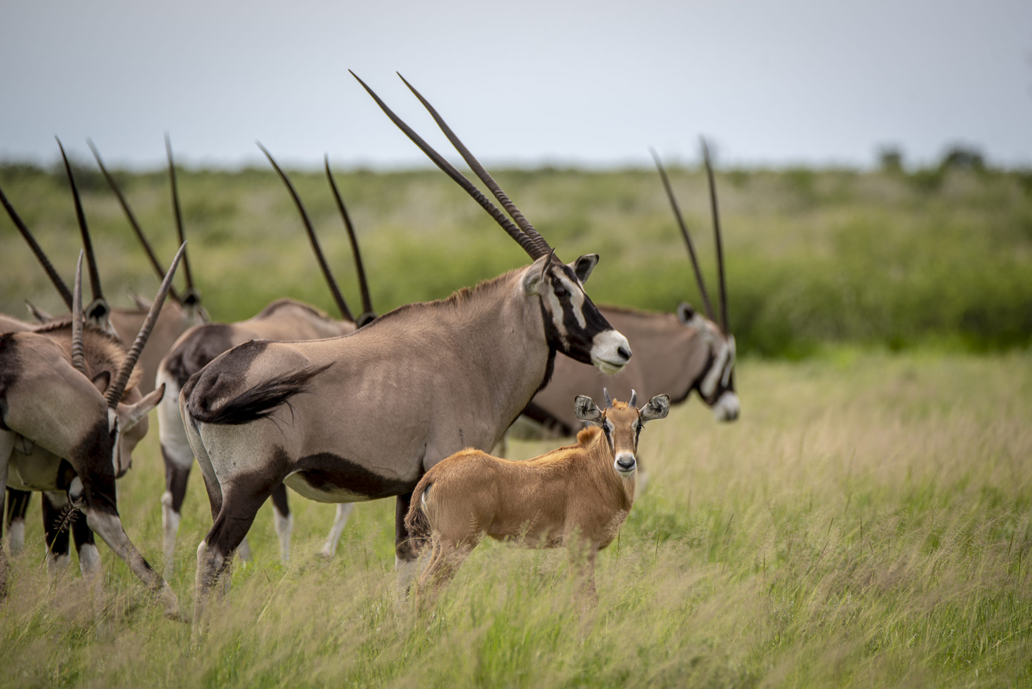Baby Oryx – Botswana