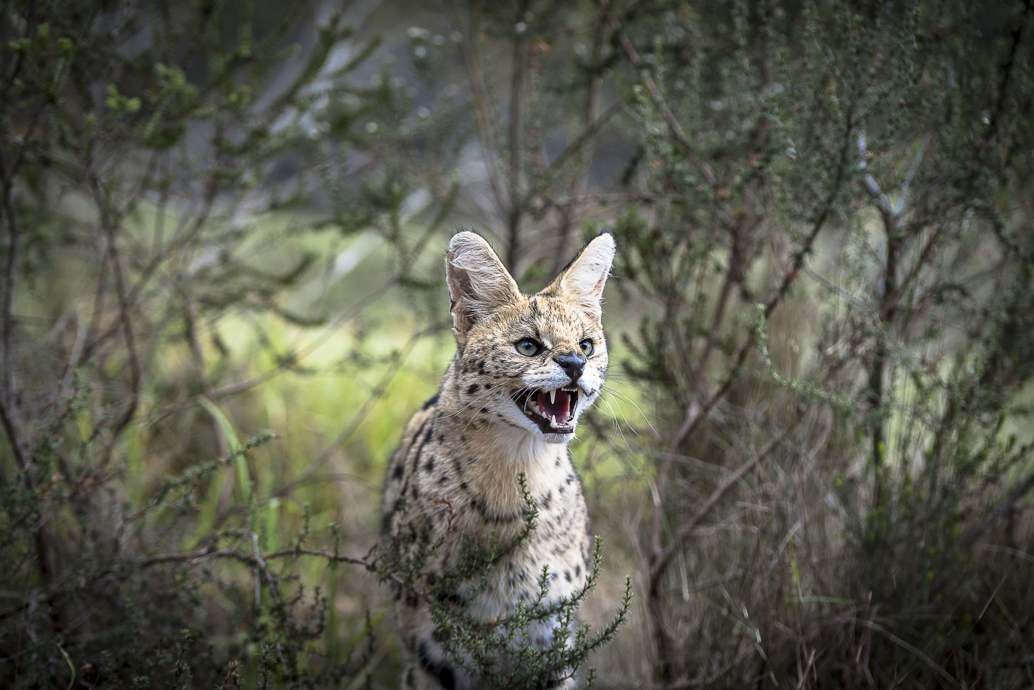 The Serval – South Africa