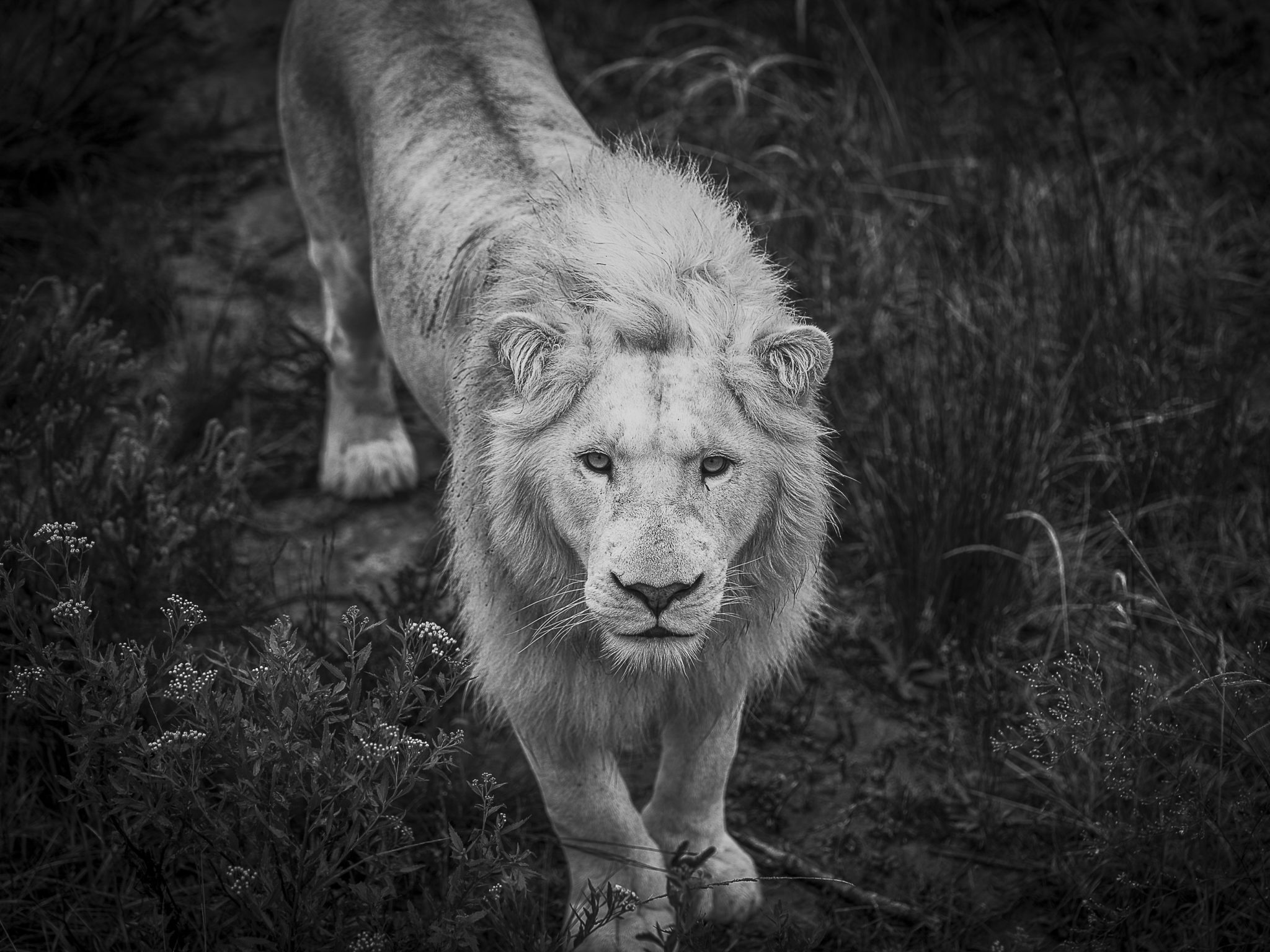 White King – South Africa