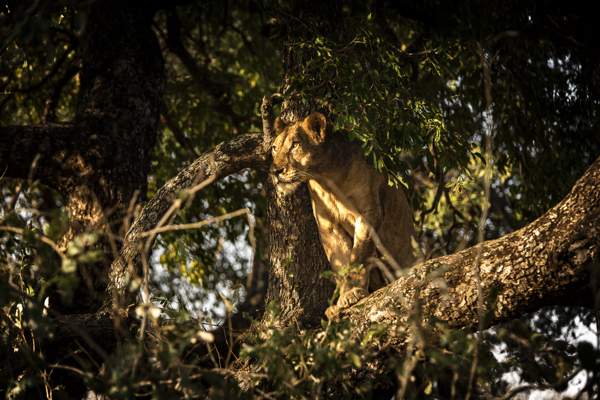 Lion in the tree – South Africa