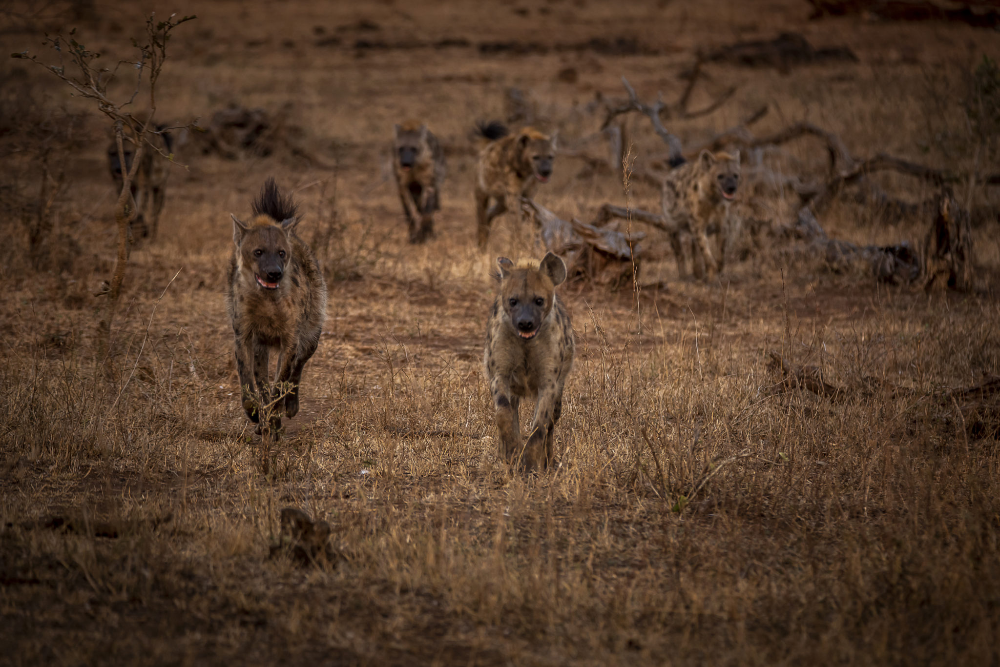 Call of the Hyena – South Africa