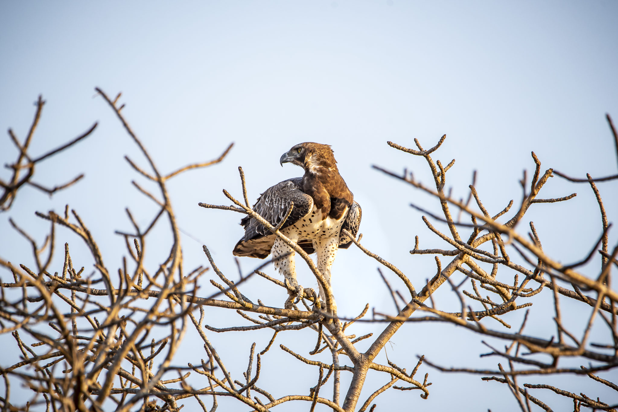The Martial Eagle – South Africa