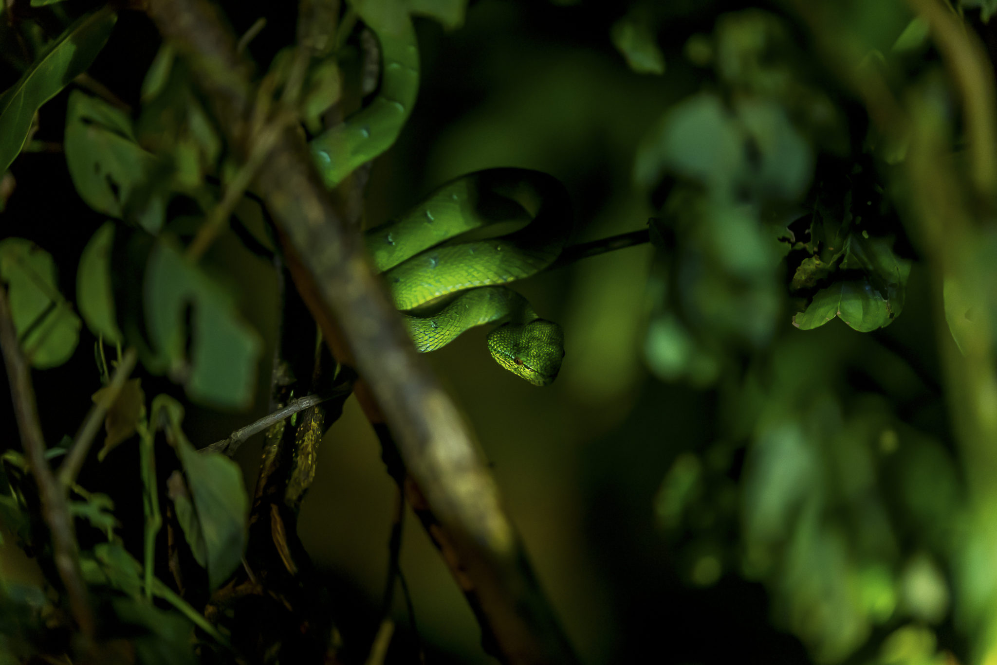 Green Viper – Borneo