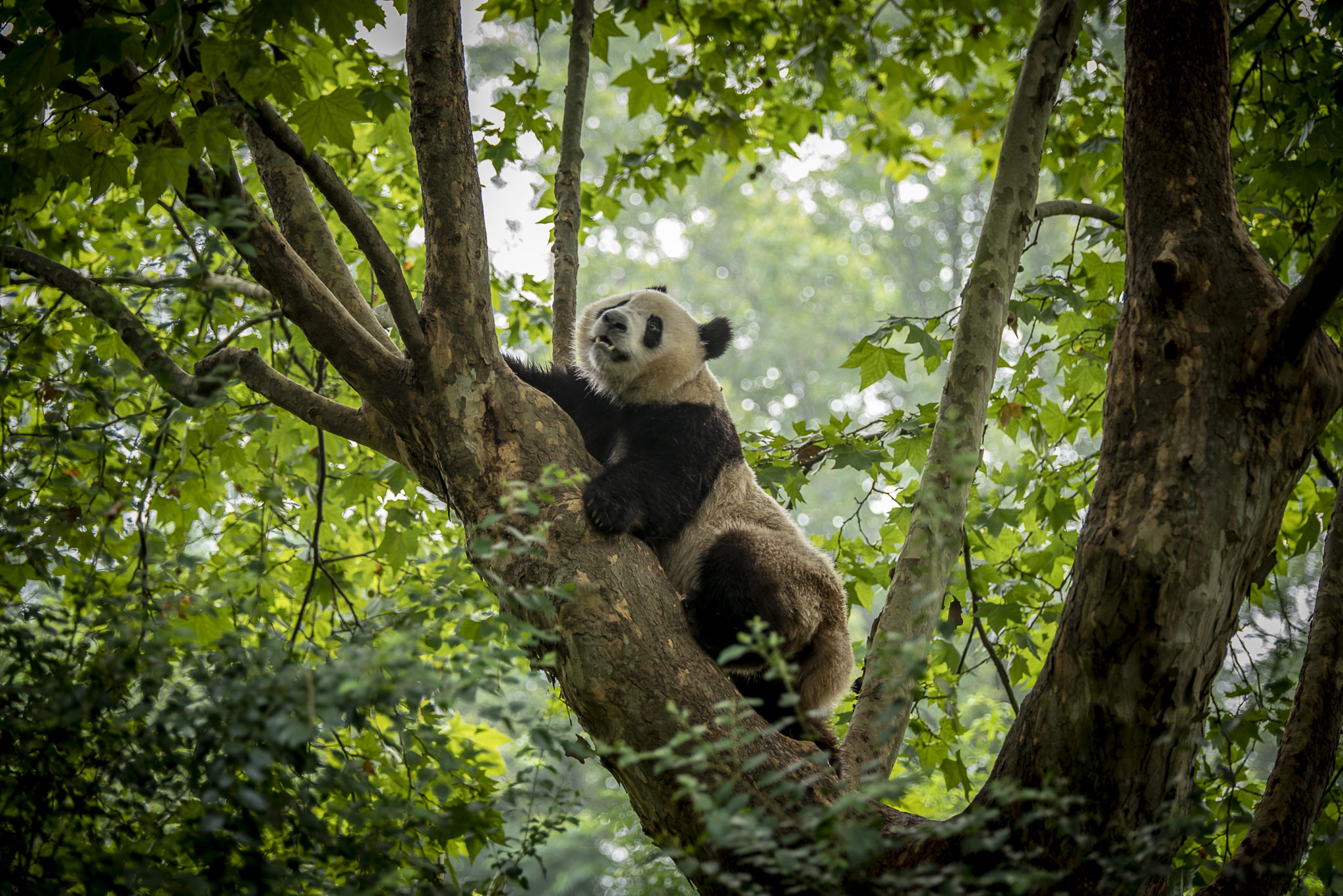 The Panda – China