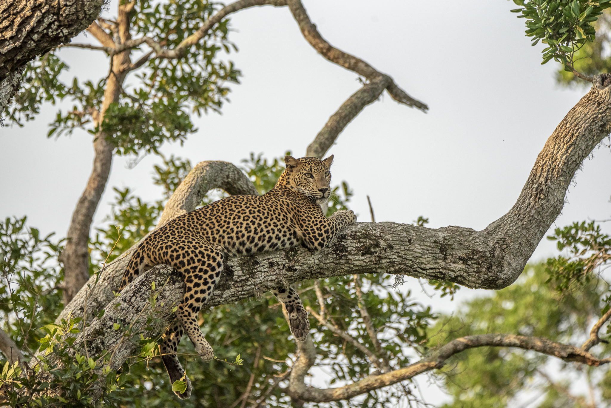 Chilling in the tree – Sri Lanka