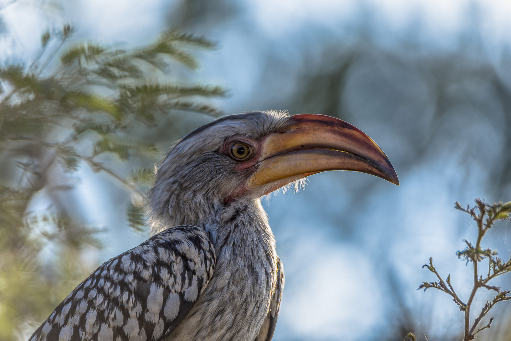 Face of the Southern Yellow Billed Hornbill – South Africa