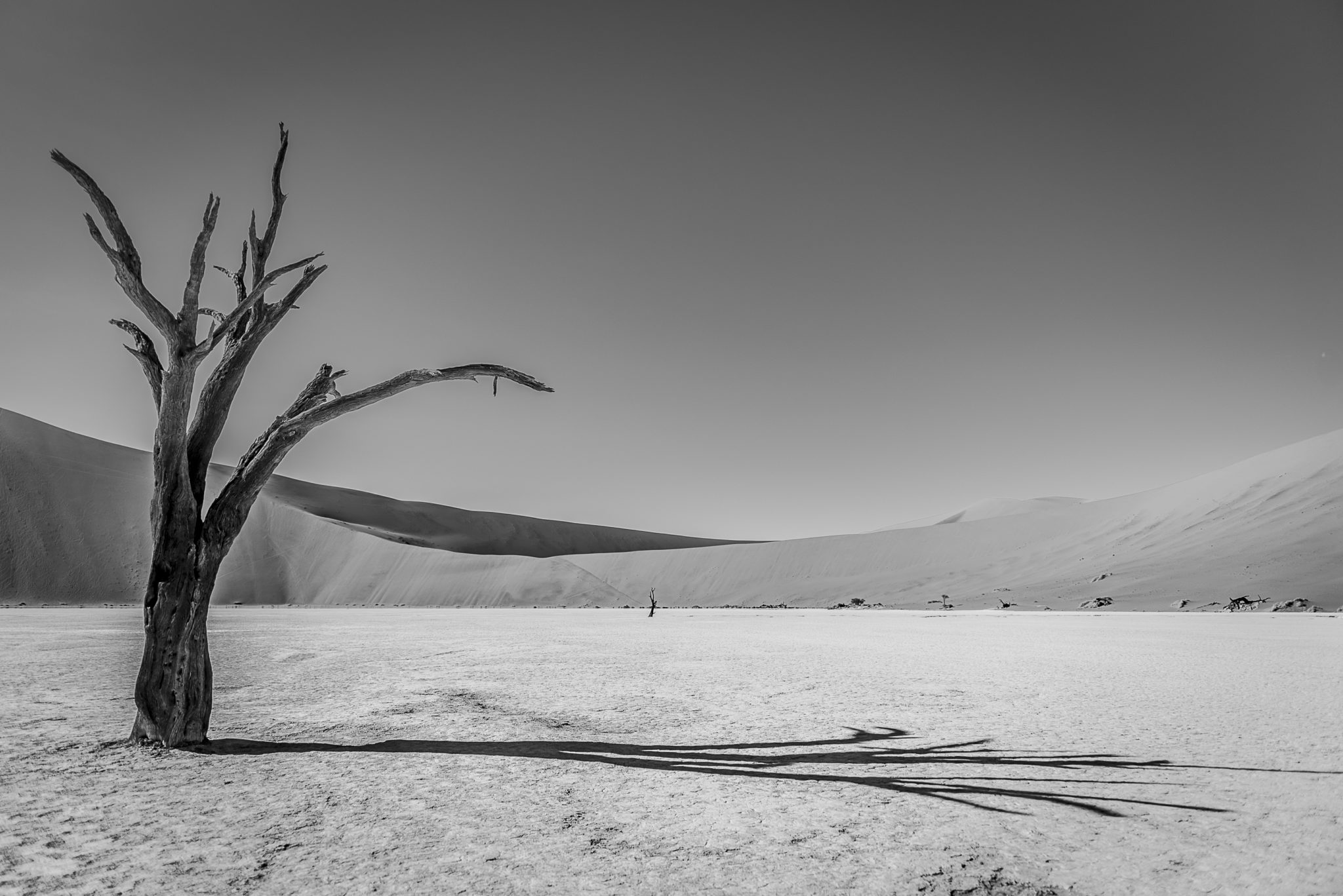 Tree in the shadow – Namibia