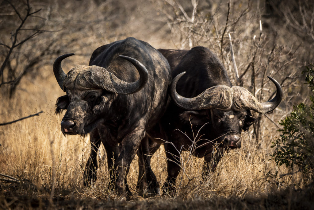 Twice the Buffalo – Kenia